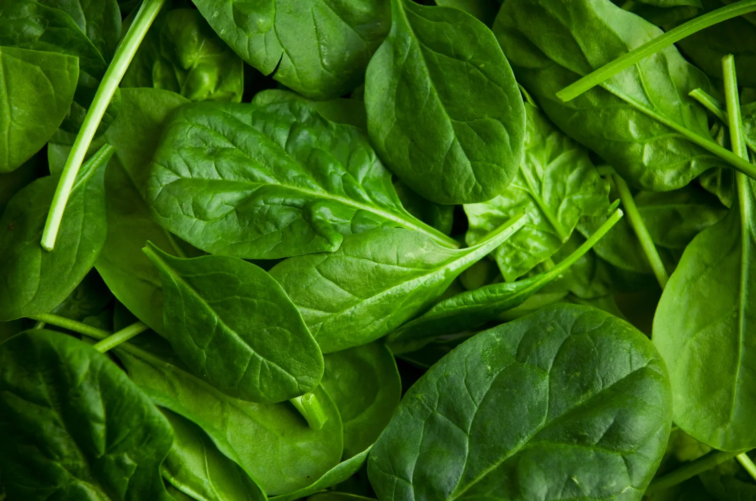 A vibrant close-up shot of fresh green spinach leaves.