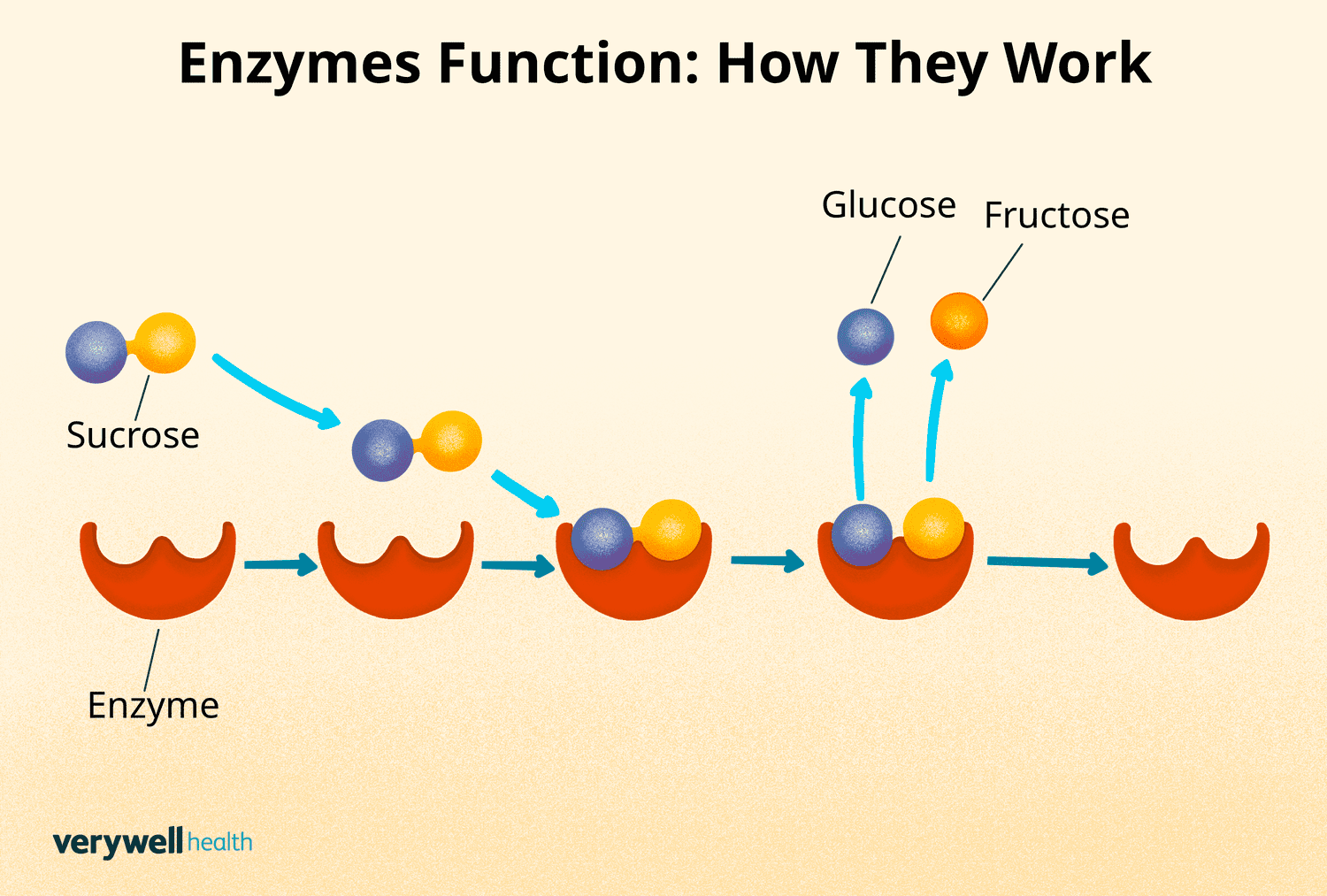 Digestive Enzymes: Unlock Better Nutrient Absorption
