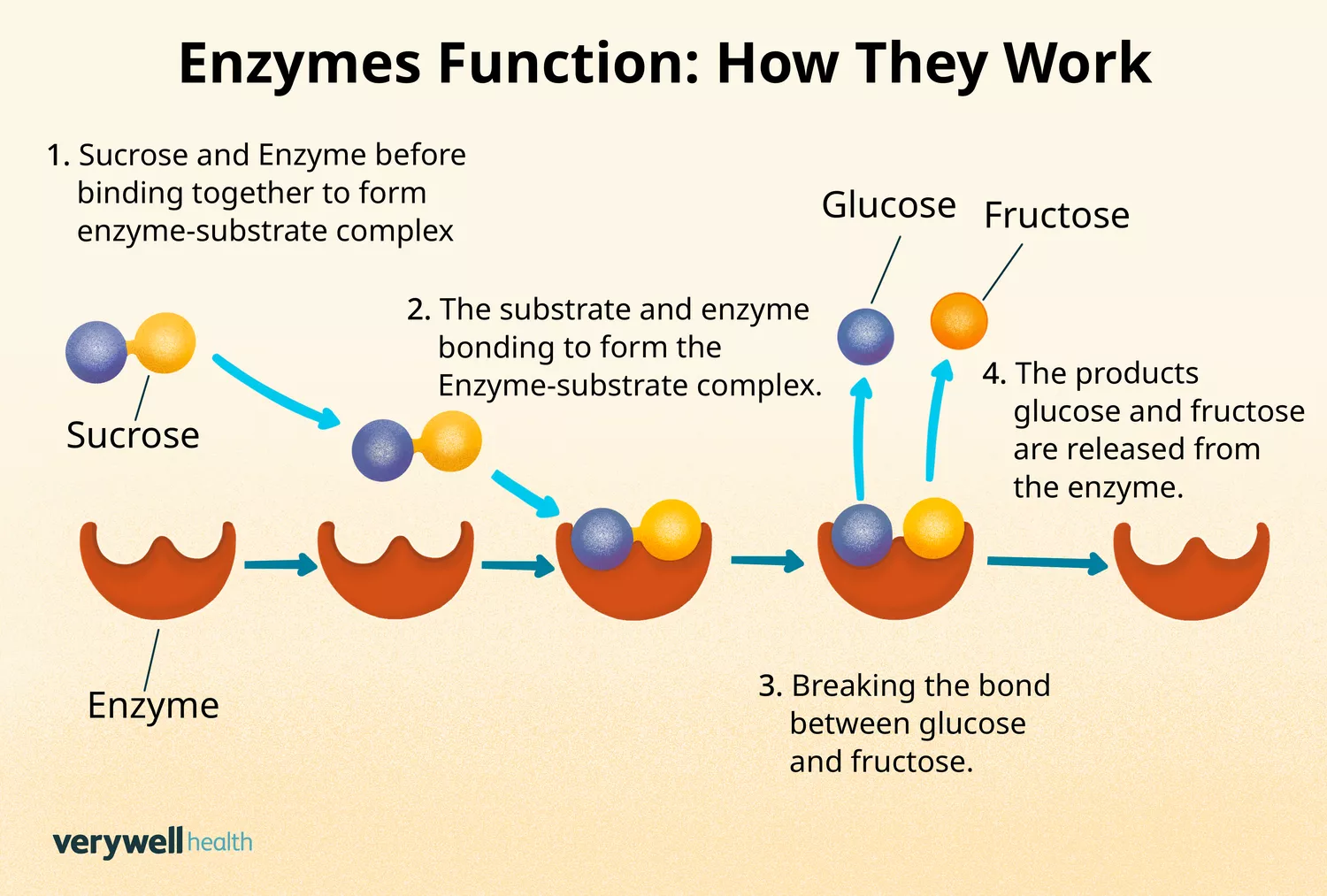 Educational diagram illustrating the 'Lock and Key' mechanism of digestive enzymes binding to substrates.